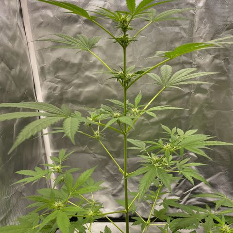 Special Queen #1 growlog timeline photo