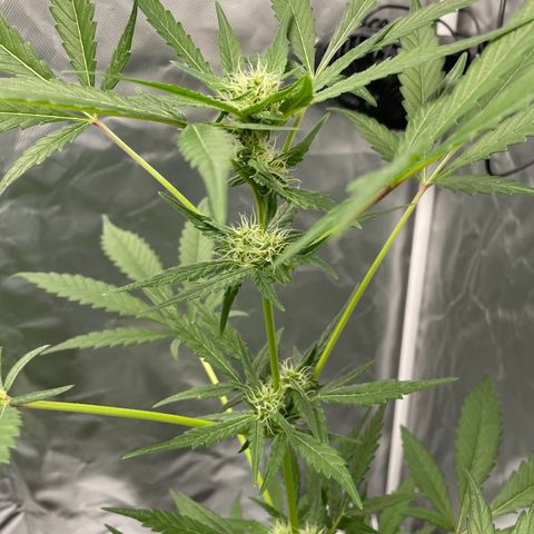 Special Queen #1 growlog timeline photo