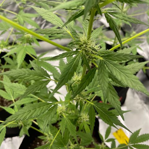 Special Queen #1 growlog timeline photo