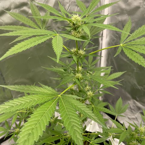 Special Queen #1 growlog timeline photo
