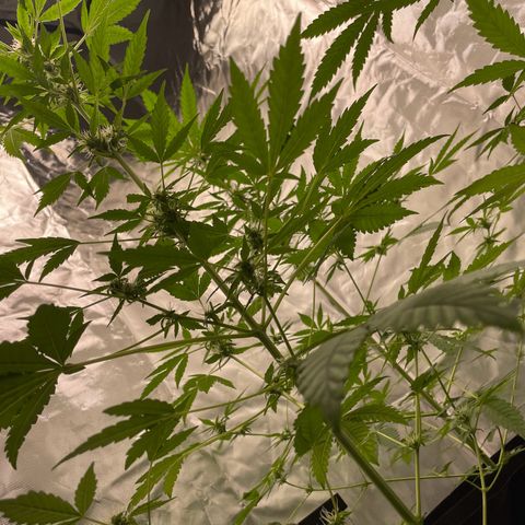Special Queen #1 growlog timeline photo