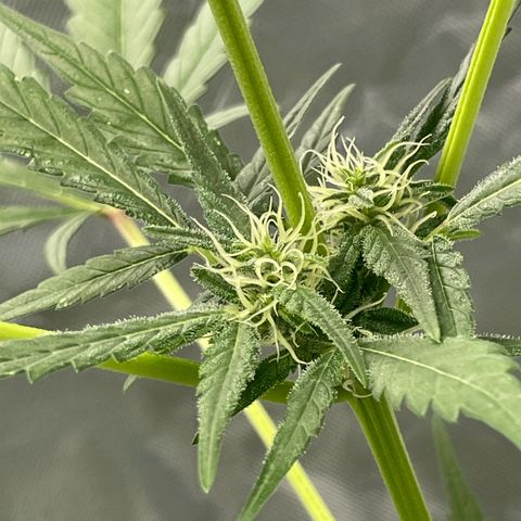 Special Queen #1 growlog timeline photo