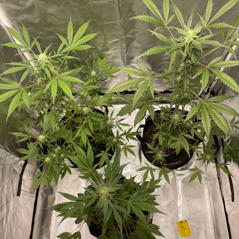 Special Queen #1 growlog timeline photo