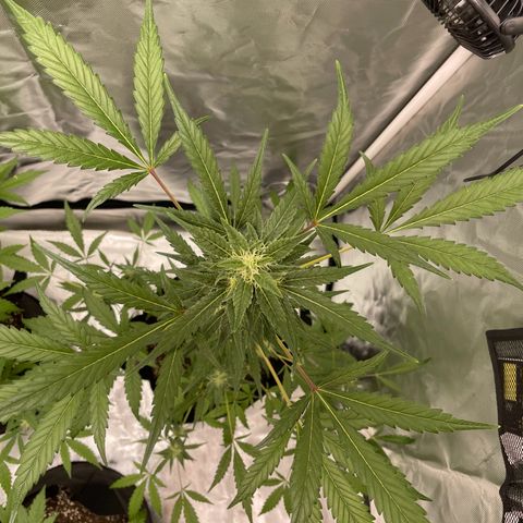 Special Queen #1 growlog timeline photo