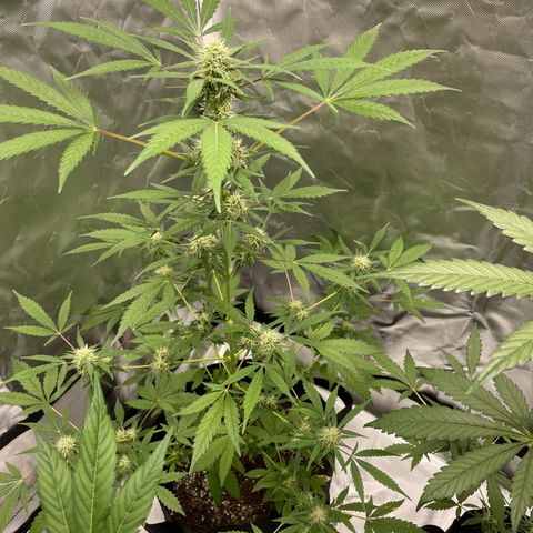 Special Queen #1 growlog timeline photo