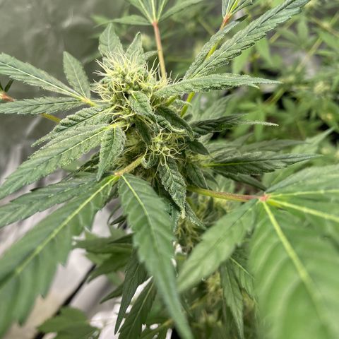 Special Queen #1 growlog timeline photo