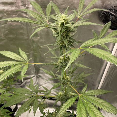 Special Queen #1 growlog timeline photo