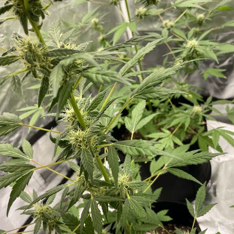 Special Queen #1 growlog timeline photo