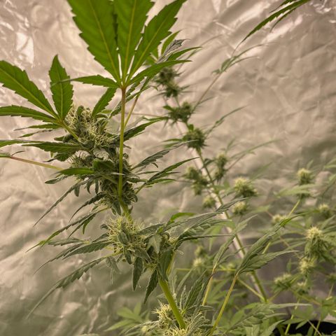 Special Queen #1 growlog timeline photo