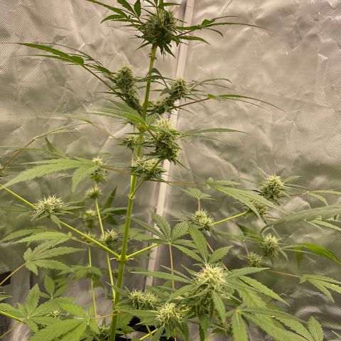 Special Queen #1 growlog timeline photo