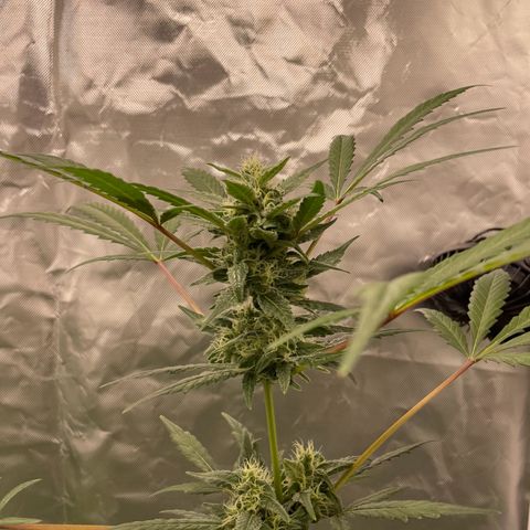Special Queen #1 growlog timeline photo