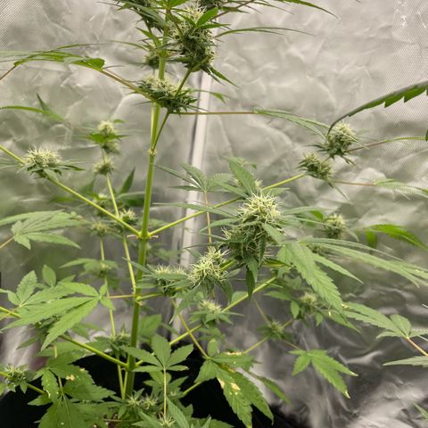 Special Queen #1 growlog timeline photo