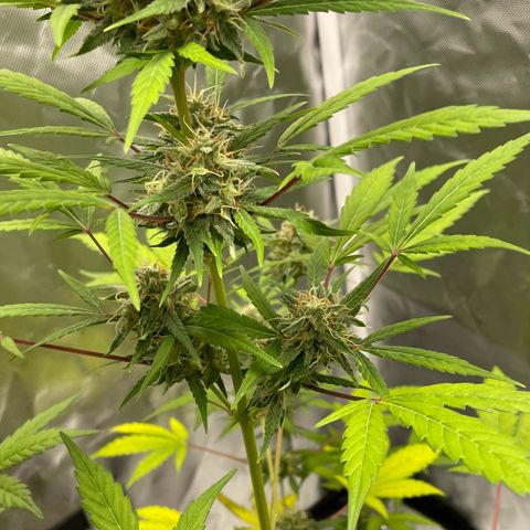 Special Queen #1 growlog timeline photo