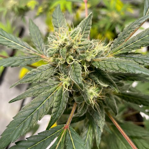 Special Queen #1 growlog timeline photo
