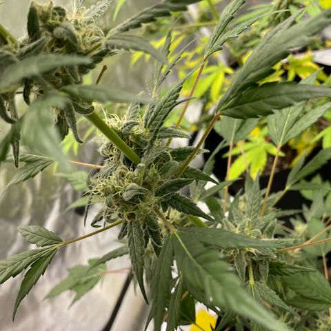 Special Queen #1 growlog timeline photo