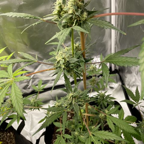 Special Queen #1 growlog timeline photo
