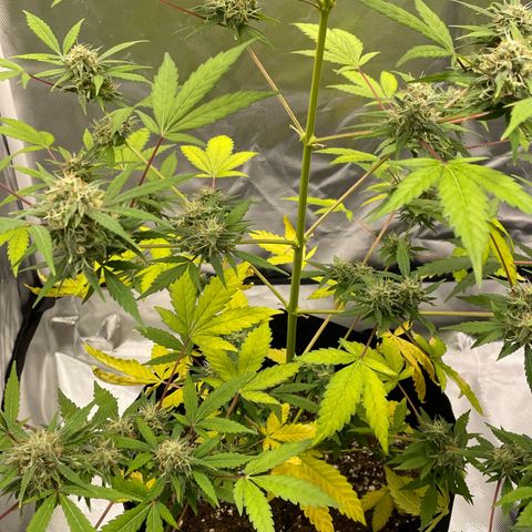Special Queen #1 growlog timeline photo