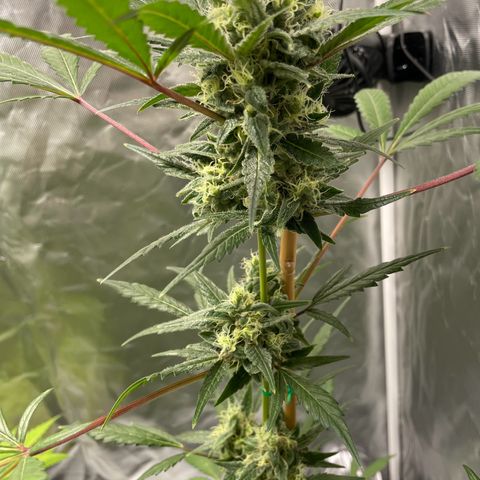 Special Queen #1 growlog timeline photo
