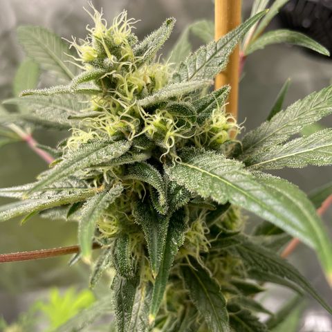 Special Queen #1 growlog timeline photo