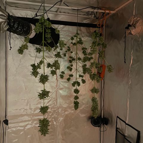 Special Queen #1 growlog timeline photo
