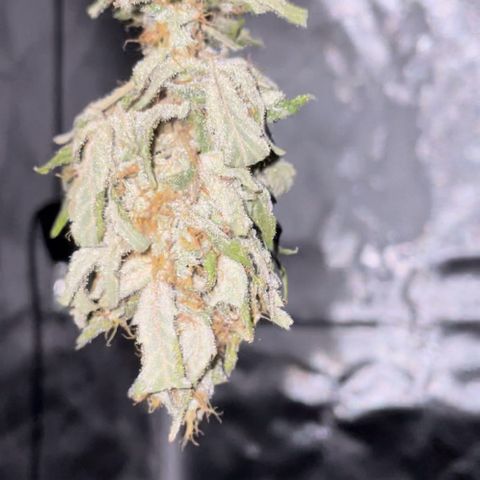 Special Queen #1 growlog timeline photo