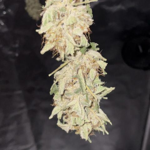 Special Queen #1 growlog timeline photo