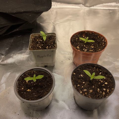 Purple Bud growlog timeline photo