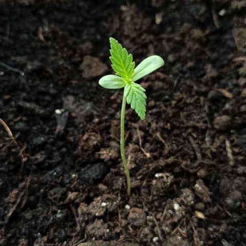 Penelope growlog timeline photo