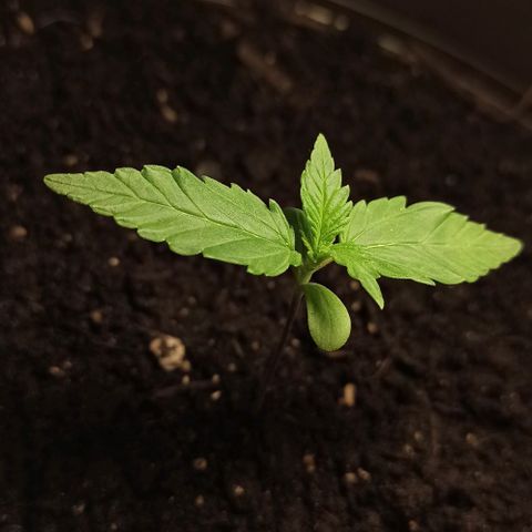 Abigail growlog timeline photo