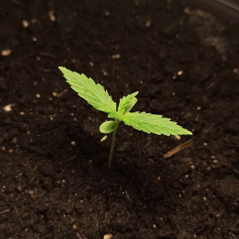 Penelope growlog timeline photo