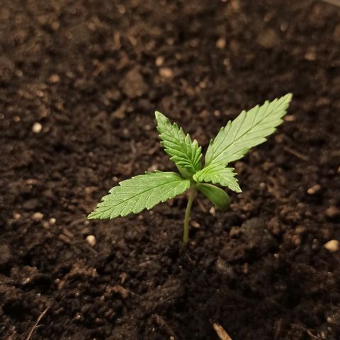 Penelope growlog timeline photo