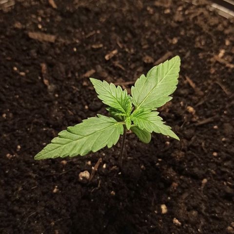 Abigail growlog timeline photo