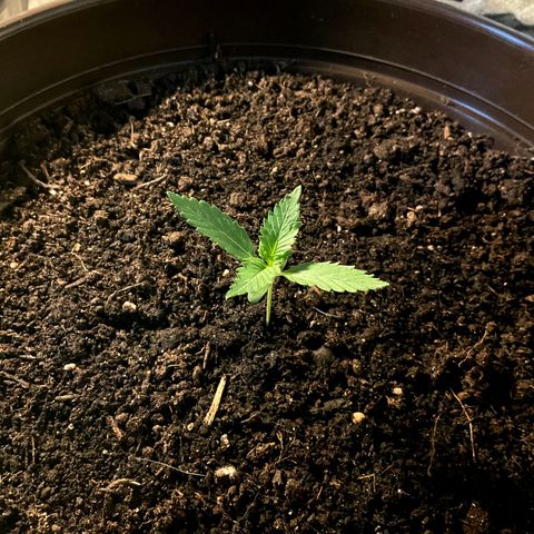 Penelope growlog timeline photo