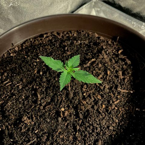 Abigail growlog timeline photo