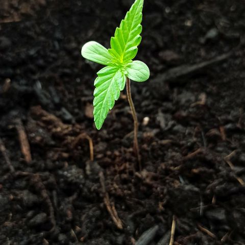 Abigail growlog timeline photo