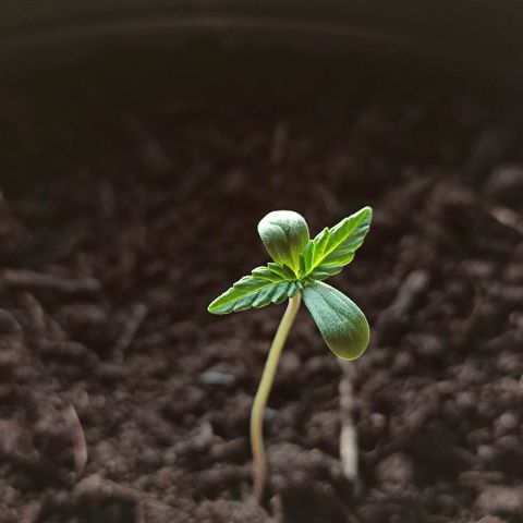 Abigail growlog timeline photo