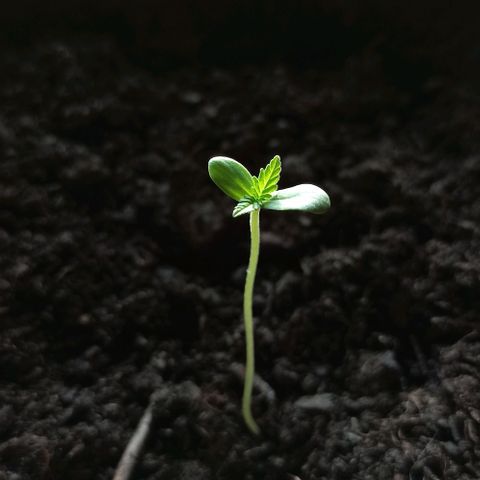 Penelope growlog timeline photo