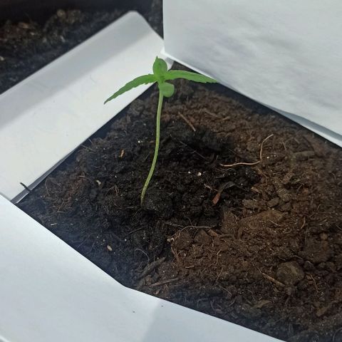 Penelope growlog photo: she thirsty