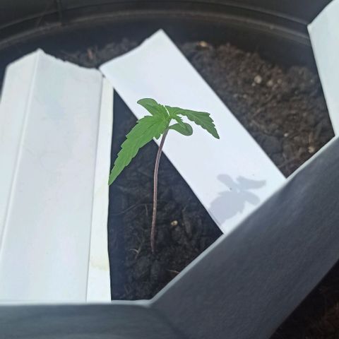 Abigail growlog photo: she thirsty