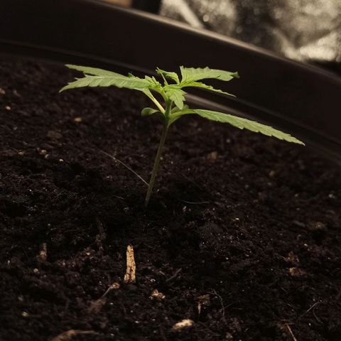 Penelope growlog timeline photo