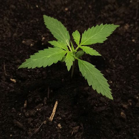Penelope growlog timeline photo