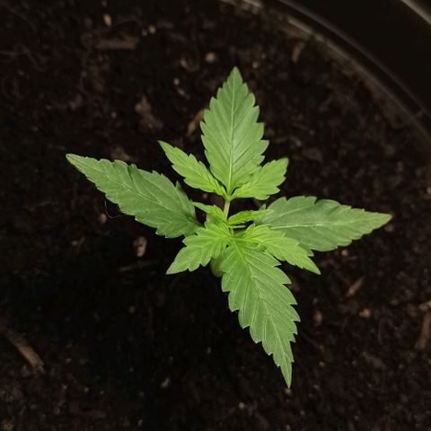 Abigail growlog timeline photo