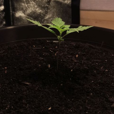 Abigail growlog timeline photo