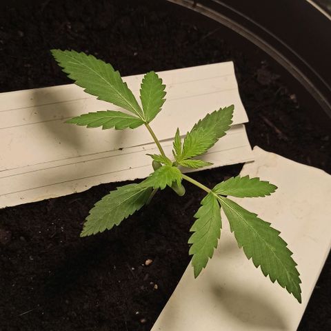 Penelope growlog timeline photo
