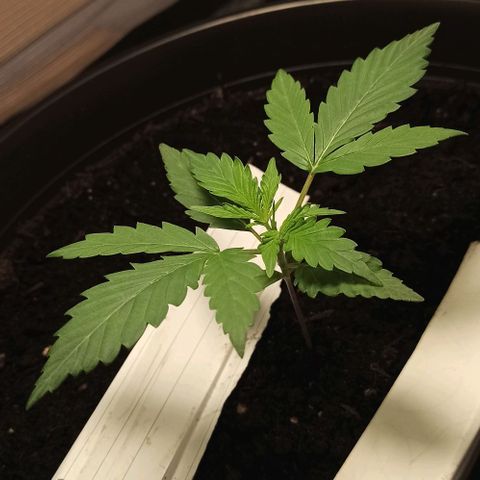 Abigail growlog timeline photo