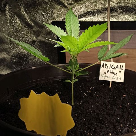 Abigail growlog timeline photo