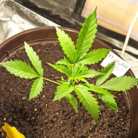 Abigail growlog timeline photo