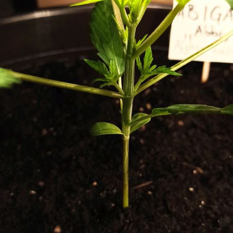 Abigail growlog timeline photo