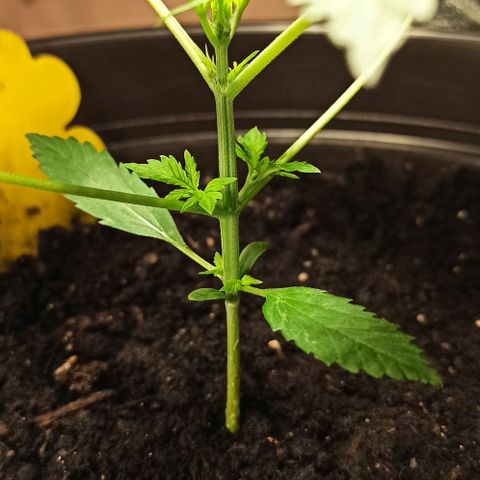 Penelope growlog timeline photo