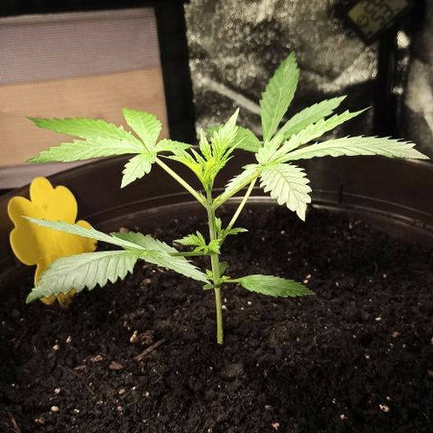 Penelope growlog timeline photo